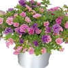 Online Mini-Hängepetunie (Calibrachoa 'Trixi') D 17 H 25 cm Einjährige Pflanzen|Blühende Pflanzen