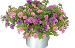 Online Mini-Hängepetunie (Calibrachoa 'Trixi') D 17 H 25 cm Einjährige Pflanzen|Blühende Pflanzen