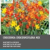 Online Montbretie (Crocosmia) Blumenzwiebeln gemischt 40 St. Blumenzwiebeln|Sommer-Blüher