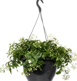 Nachtschatten im Hängetopf (Solanum jasminoides) D 27 H 40 cm Blühende Pflanzen|Einjährige Pflanzen