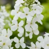 Discount Nachtviole (Hesperis matronalis 'Alba') D 11 H 5 cm Mehrjährige Pflanzen|Blühende Pflanzen