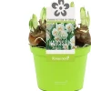 New Narzisse  (Narcissus 'Bridal Crown') D 12 H 14 cm Kleine Zimmerpflanzen|Blühende Zimmerpflanzen