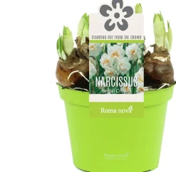 New Narzisse  (Narcissus 'Bridal Crown') D 12 H 14 cm Kleine Zimmerpflanzen|Blühende Zimmerpflanzen