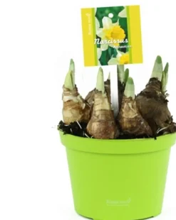 Best Narzisse (Narzissesus 'Attraction') D 12 H 14 cm Kleine Zimmerpflanzen|Für Sonne