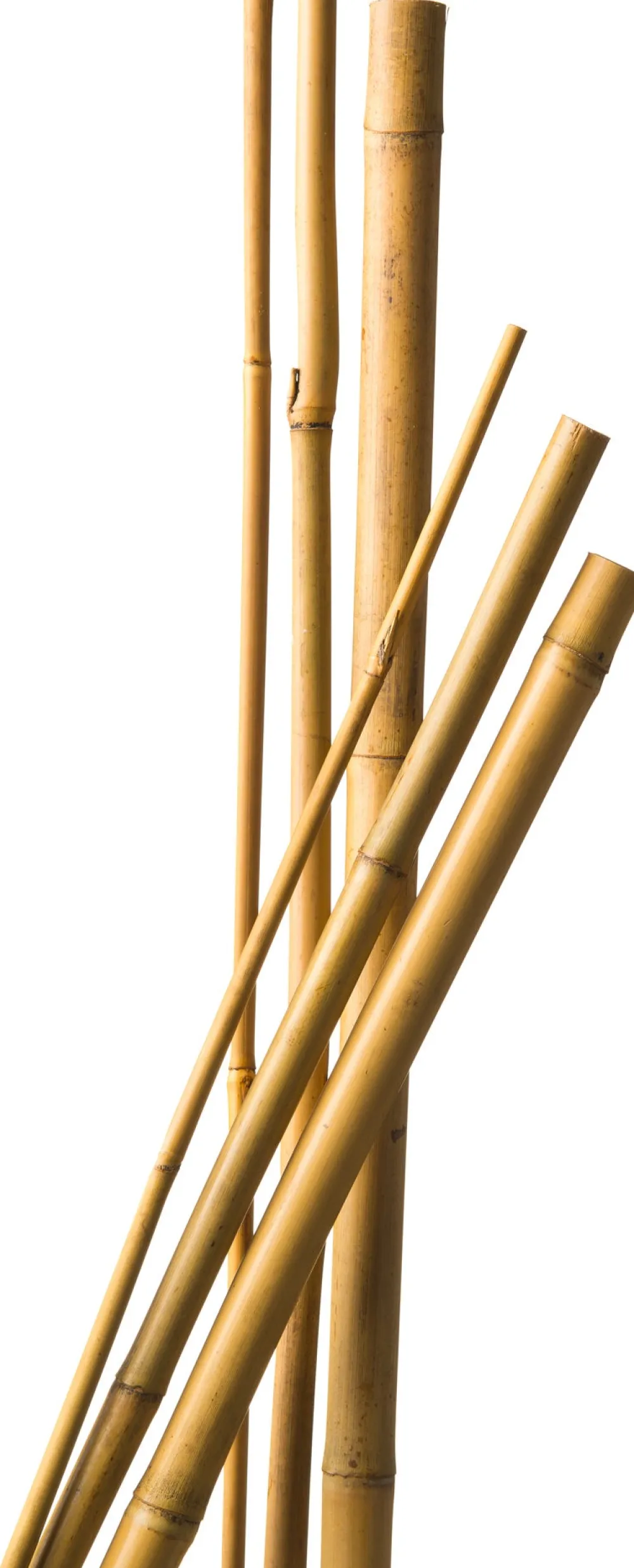 Outlet Nature Bambusstab 150 cm x 12-14 mm 4 St. Rankhilfen|Pflanzstäbe