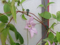Nature Clematis Clips grün 12 St. Rankhilfen|Bindematerial