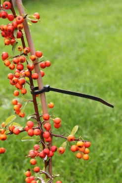 Sale Nature Kabelbinder 15 cm schwarz 25 St. Rankhilfen|Bindematerial