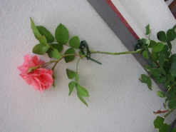 New Nature Kabelbinder für Kletterpflanzen D 25-45 mm 6 St. Rankhilfen|Bindematerial