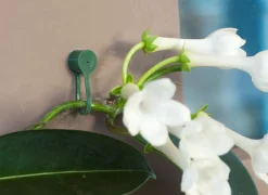 Nature Pflanzenklammern grün D 15 mm 15 St. Rankhilfen|Bindematerial