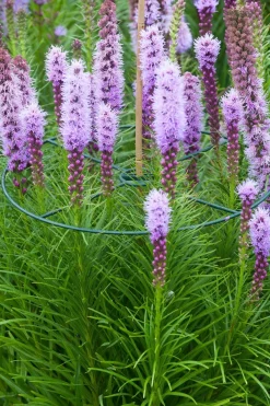 Online Nature Pflanzenstützen D 40 cm 3 St. Rankhilfen|Pflanzenstützen