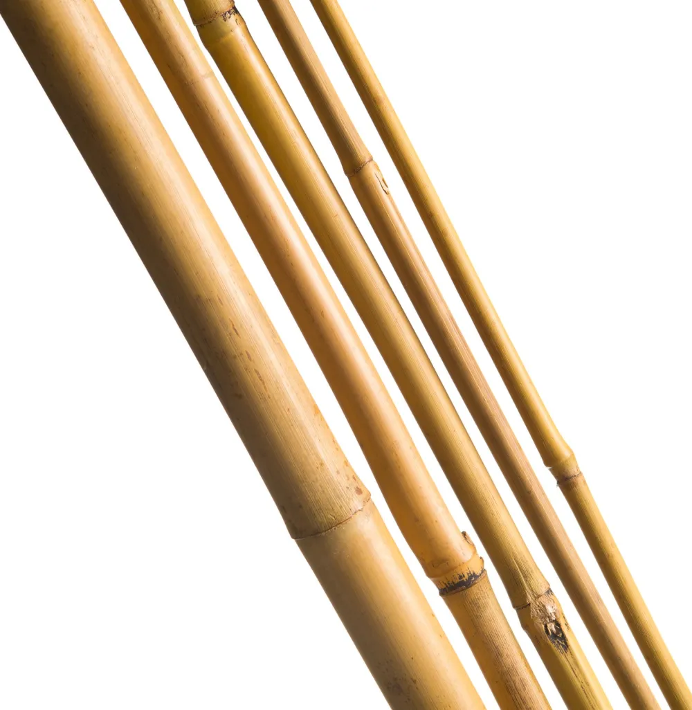 Outlet Nature Pflanzstab Bambus H 240 cm D 18-20 mm 3 St. Rankhilfen|Pflanzstäbe