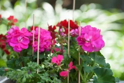 Nature Pflanzstab Bambus H 30 cm 20 St. Rankhilfen|Pflanzstäbe