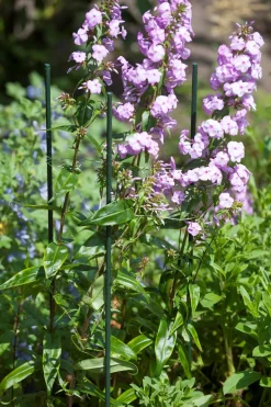 Clearance Nature Pflanzstab Metall H 150 cm D 11mm Rankhilfen|Pflanzstäbe