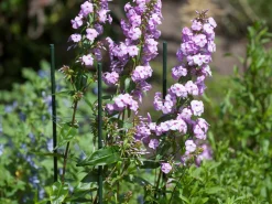 Discount Nature Pflanzstab Metall H 180 cm D 11mm Rankhilfen|Pflanzstäbe