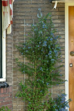 Sale Nature Rankgitter Metall kunststoffbeschichtet 150 x 45 cm grün Rankhilfen|Rankgitter & Spaliere