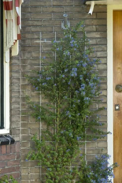 Nature Rankgitter Metall kunststoffbeschichtet 150 x 75 cm grün Rankhilfen|Rankgitter & Spaliere