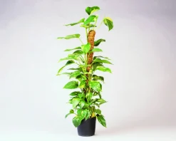 Online Nature Rankhilfe Kokosstab H 60 cm D 38 mm Rankhilfen|Pflanzstäbe