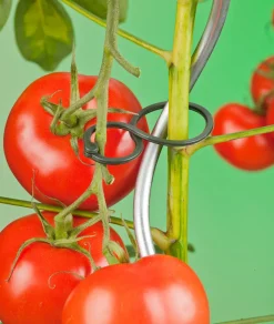 Nature Tomatenringe D 65 mm 25 St. Rankhilfen|Pflanzenstützen
