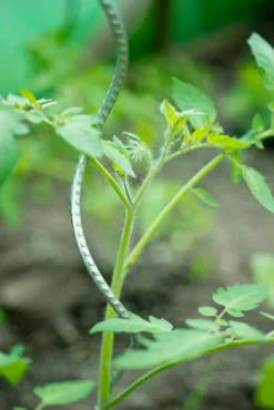 Sale Nature Tomatenspiralstab 180 cm Rankhilfen|Pflanzstäbe