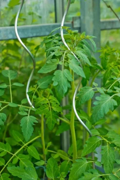 Sale Nature Tomatenspiralstab 180 cm Rankhilfen|Pflanzstäbe