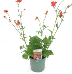 Best Nelkenwurz (Geum 'Coral Tempest') D 17 H 50 cm Winterharte Pflanzen|Mehrjährige Pflanzen