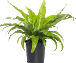 Best Nestfarn (Asplenium antiquum) D 17 H 50 cm Für Schatten|Luftreinigende Pflanzen