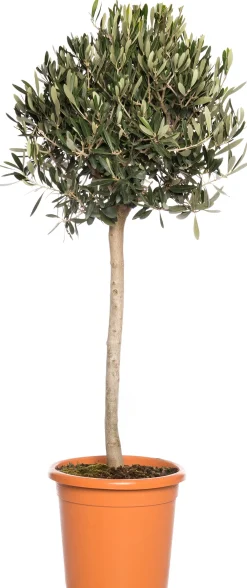 Outlet Olivenbaum (Olea europaea) D 28 H 130 cm Immergrüne Pflanzen|Winterharte Pflanzen