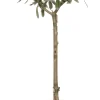 Olivenbaum (Olea europaea) D 16 H 50 cm Immergrüne Pflanzen|Winterharte Pflanzen
