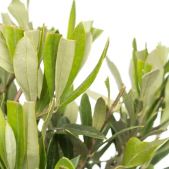 Olivenbaum (Olea europaea) D 16 H 50 cm Immergrüne Pflanzen|Winterharte Pflanzen