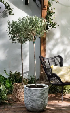 Best Olivenbaum (Olea europaea) D 34 H 175 cm Immergrüne Pflanzen|Olivenbaum