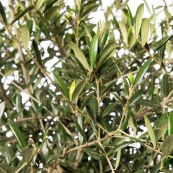 Best Olivenbaum (Olea europaea) D 40 H 100 cm Olivenbaum