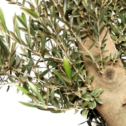 Sale Olivenbaum (Olea europaea) D 35 H 140 cm Immergrüne Pflanzen|Olivenbaum