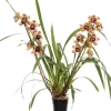 Online Orchidee (Cymbidium braun 3-4 Zweige) D 14 H 80 cm Blühende Zimmerpflanzen|Orchideen