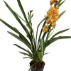 Best Orchidee (Cymbidium) orange D 14 H 85 cm Blühende Zimmerpflanzen|Orchideen