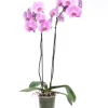 Online Orchidee (Phalaenopsis) rosa D 12 cm H 55 cm Blühende Zimmerpflanzen|Orchideen