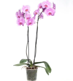 Online Orchidee (Phalaenopsis) rosa D 12 cm H 55 cm Blühende Zimmerpflanzen|Orchideen