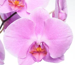 Online Orchidee (Phalaenopsis) rosa D 12 cm H 55 cm Blühende Zimmerpflanzen|Orchideen