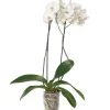 Discount Orchidee (Phalaenopsis) weiß D 12 cm H 55 cm Blühende Zimmerpflanzen|Orchideen