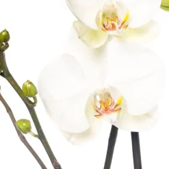 Discount Orchidee (Phalaenopsis) weiß D 12 cm H 55 cm Blühende Zimmerpflanzen|Orchideen