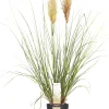 Discount Pampasgras (Cortaderia sellosa 'Evita') D 19 H 45 cm Blühende Pflanzen|Immergrüne Pflanzen
