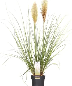 Discount Pampasgras (Cortaderia sellosa 'Evita') D 19 H 45 cm Blühende Pflanzen|Immergrüne Pflanzen