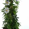 Outlet Passionsblume (Passiflora caerulea) D 19 H 65 cm Blühende Pflanzen|Kletterpflanzen