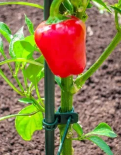 New Peacock Gummi Pflanzenbinder grün 18 cm 15 St. Rankhilfen|Bindematerial