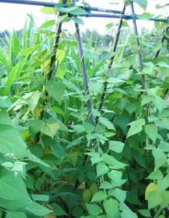 Hot Peacock Pflanzstab D 11 mm H 150 cm Rankhilfen|Pflanzstäbe