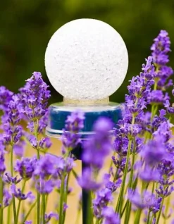 Sale Peacock Solarleuchte für Erdspieß 8 x 7,5 x 17 cm Solar Gartenleuchten|Rankhilfen