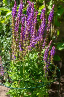 Clearance Peacock Stützgitter mit 3 Stäben grün D 30 H 75 cm Rankhilfen|Rankgitter & Spaliere