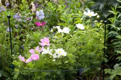 Online Peacock Stützring halbrund grün  64 x 64 x 22 cm Rankhilfen|Pflanzenstützen