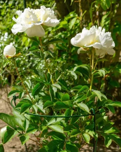 Sale Peacock Stützring mit 3 Stäben grün D 25 H 75 cm Rankhilfen|Pflanzenstützen