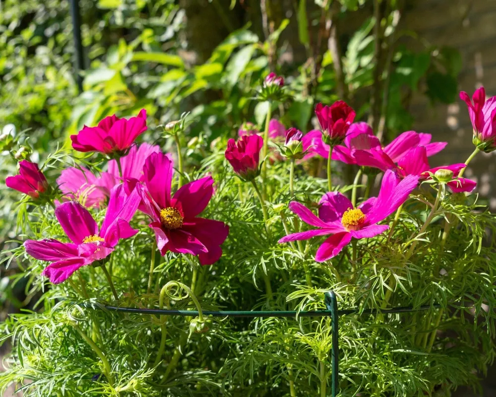 Clearance Peacock Stützring mit 3 Stäben grün D 35 H 100 cm Rankhilfen|Pflanzenstützen