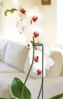 Hot Peacock Stützstab mit Ring und Zweig grünD 5 H 55 cm Rankhilfen|Pflanzenstützen